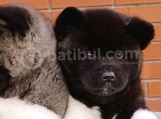 Mükemmel Akita Bebekler görsel