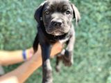 Üst kalite cane corso bebekler