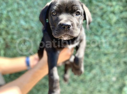 Üst Kalite Cane Corso Bebekler