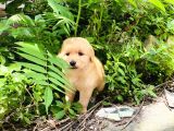 Orjinal Golden Retriever Bebekler