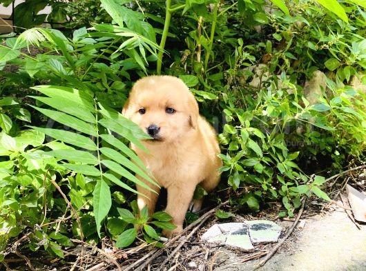 Orjinal Golden Retriever Bebekler görsel