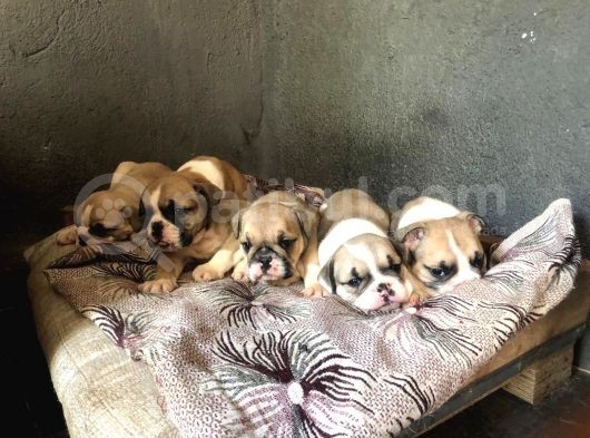 Ev Üretimi Show Güzelli̇kte İngiliz Buldogg Yavrular görsel