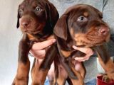 Üst Kali̇te King Doberman Yavrular