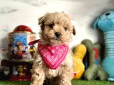Kendine hayran bırakan Maltipoo