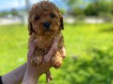 Mükemmel Toy Poodle Yavrularimiz