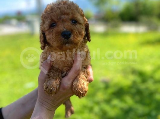 Mükemmel Toy Poodle Yavrularimiz görsel