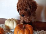 Ev Ortamindan Red Toy Poodle Yavrular
