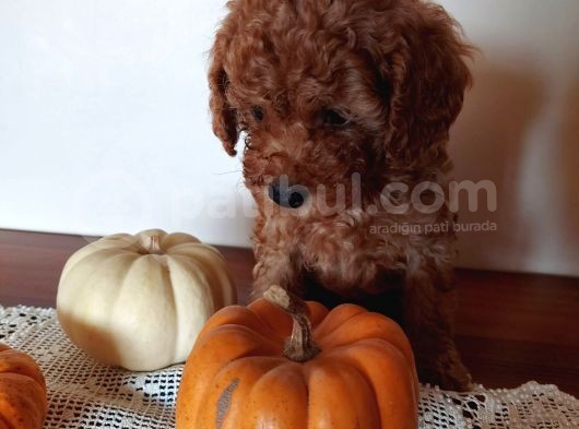 Ev Ortamindan Red Toy Poodle Yavrular görsel