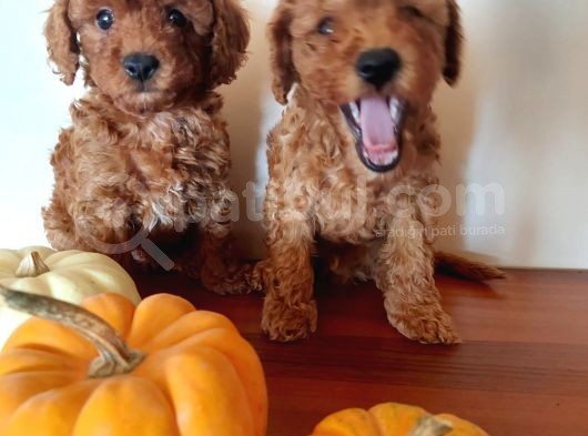 Ev Ortamindan Red Toy Poodle Yavrular görsel