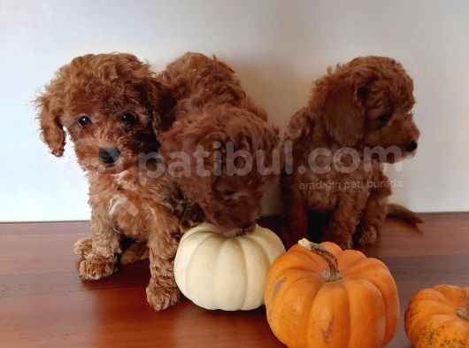 Ev Ortamindan Red Toy Poodle Yavrular