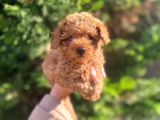 MÜKEMMEL TOY POODLE YAVRULARIMIZ