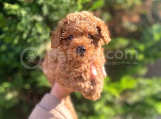 Mükemmel Toy Poodle Yavrularimiz