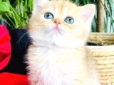 A Kalite Bri̇ti̇sh Shorthai̇r Golden  Yavrular
