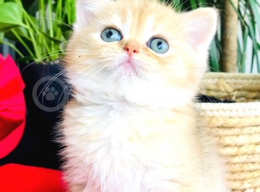 A Kalite Bri̇ti̇sh Shorthai̇r Golden  Yavrular görsel