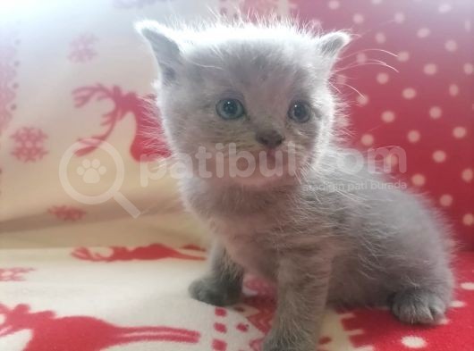 Tatlış Bebekler görsel