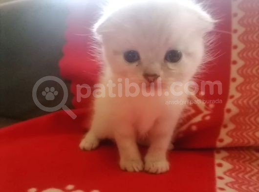 Tatlış Bebekler görsel