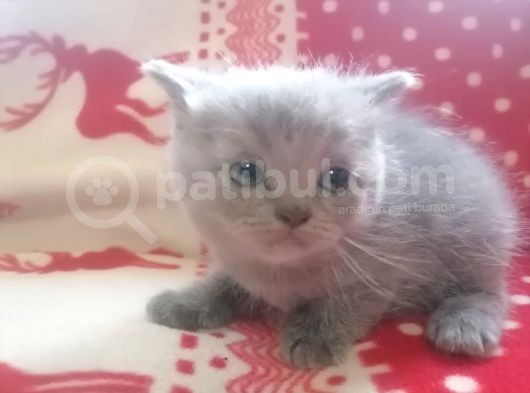 Tatlış Bebekler görsel