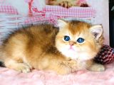 A Kalite Bri̇ti̇sh Shorthai̇r Golden  Yavrular