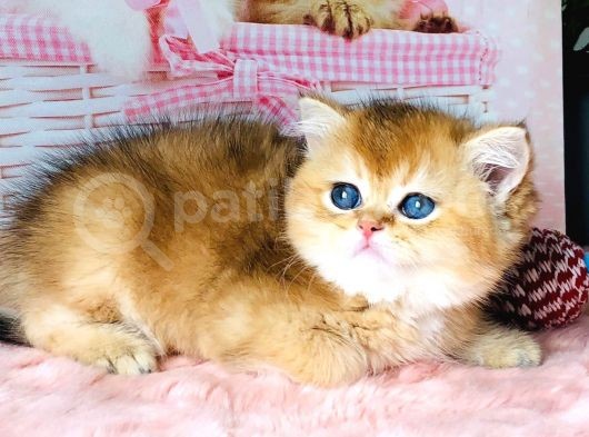 A Kalite Bri̇ti̇sh Shorthai̇r Golden  Yavrular görsel