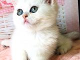 A Kalite Bri̇ti̇sh Shorthai̇r Golden  Yavrular