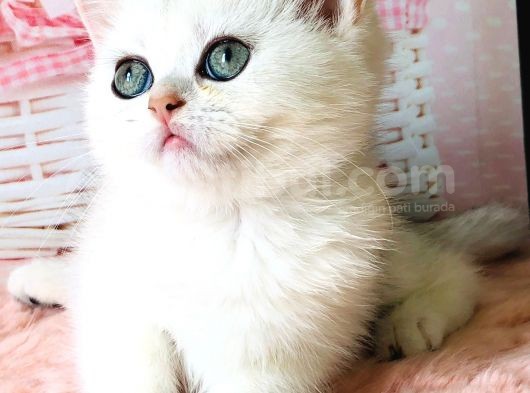 A Kalite Bri̇ti̇sh Shorthai̇r Golden  Yavrular görsel