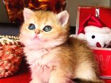 A kalite BRİTİSH SHORTHAİR GOLDEN  yavrular