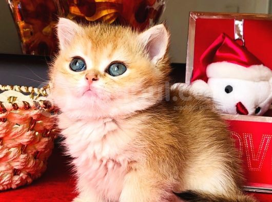 A Kalite Bri̇ti̇sh Shorthai̇r Golden  Yavrular