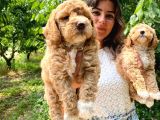Poodle Bebekleri̇mi̇z Sevi̇mli̇li̇k Abi̇desi̇