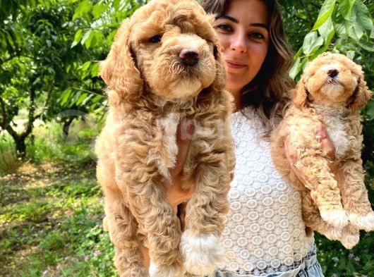 Poodle Bebekleri̇mi̇z Sevi̇mli̇li̇k Abi̇desi̇ görsel