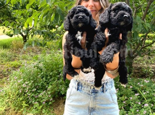 Black Poodle A Kali̇te Bebekler görsel