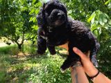 Black Poodle A Kali̇te Bebekler