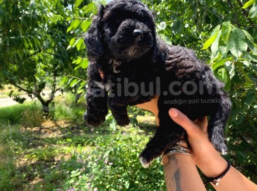 Black Poodle A Kali̇te Bebekler görsel