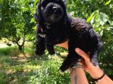 Black Poodle A Kali̇te Bebekler