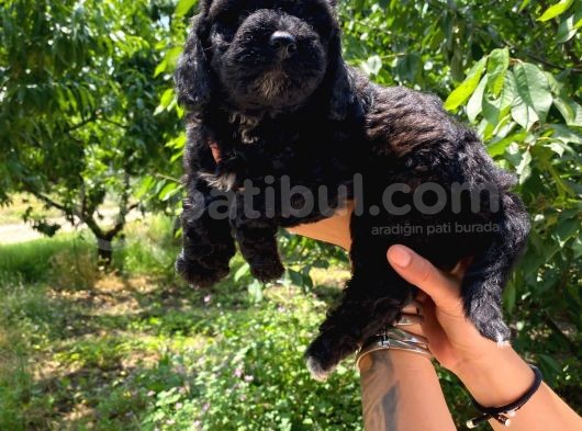 Black Poodle A Kali̇te Bebekler görsel