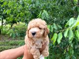 Poodle Bebekleri̇mi̇z Sevi̇mli̇li̇k Abi̇desi̇