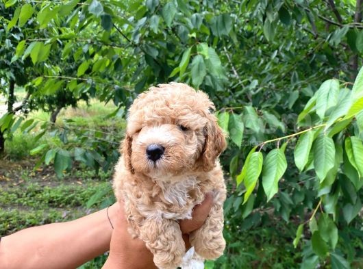 Poodle Bebekleri̇mi̇z Sevi̇mli̇li̇k Abi̇desi̇ görsel