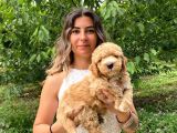 POODLE BEBEKLERİMİZ SEVİMLİLİK ABİDESİ
