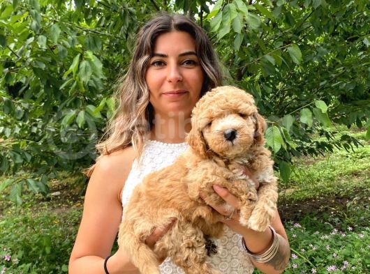 Poodle Bebekleri̇mi̇z Sevi̇mli̇li̇k Abi̇desi̇