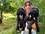 Black Poodle A Kali̇te Bebekler