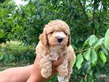 Poodle Bebekleri̇mi̇z Sevi̇mli̇li̇k Abi̇desi̇