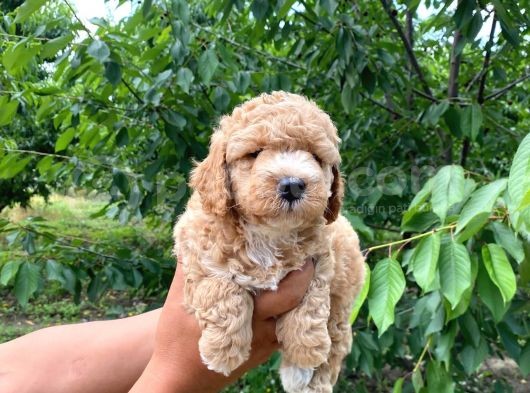 Poodle Bebekleri̇mi̇z Sevi̇mli̇li̇k Abi̇desi̇ görsel