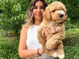 Poodle Bebekleri̇mi̇z Sevi̇mli̇li̇k Abi̇desi̇