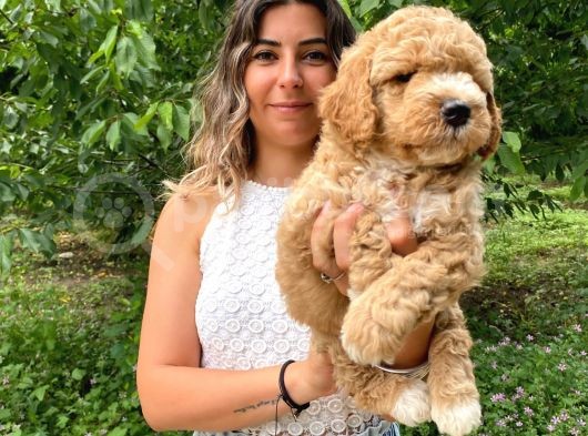 Poodle Bebekleri̇mi̇z Sevi̇mli̇li̇k Abi̇desi̇ görsel