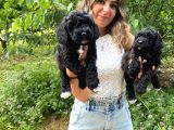 BLACK POODLE A KALİTE BEBEKLER