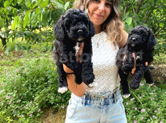 Black Poodle A Kali̇te Bebekler