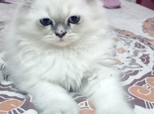 British Shorthair görsel