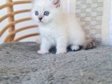 Beyaz Kürklü Sevimli Yavru
