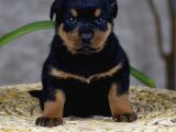 Koca Kafa Küt Burun Mükemmel Anatomi Rottweiler Yavrular