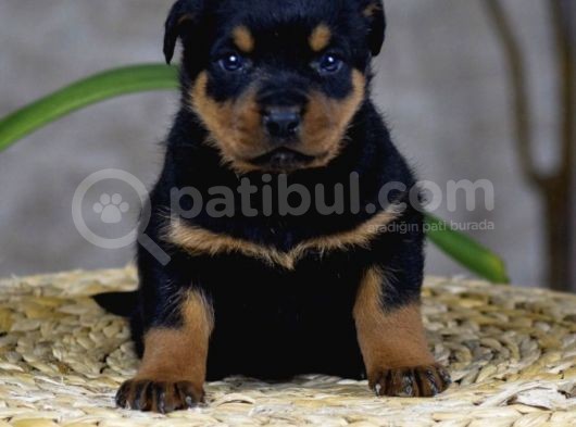 Koca Kafa Küt Burun Mükemmel Anatomi Rottweiler Yavrular