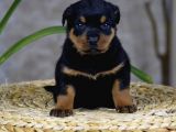 Koca Kafa Küt Burun Mükemmel Anatomi Rottweiler Yavrular